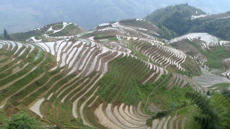 Guilin_Rice fields (28)